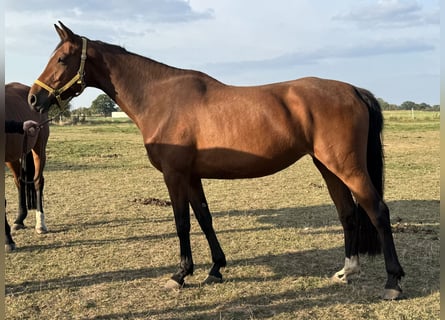 Hannoveraner, Stute, 6 Jahre, 162 cm, Brauner