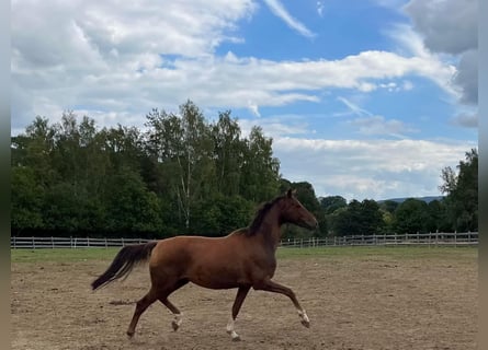 Hannoveraner, Stute, 6 Jahre, 162 cm, Dunkelfuchs