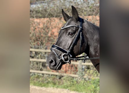Hannoveraner, Stute, 6 Jahre, 162 cm, Rappe Hannoveraner, Stute, 6 Jahre, 162 cm, Rappe