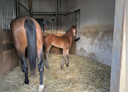 Hannoveraner, Stute, 6 Jahre, 163 cm, Brauner