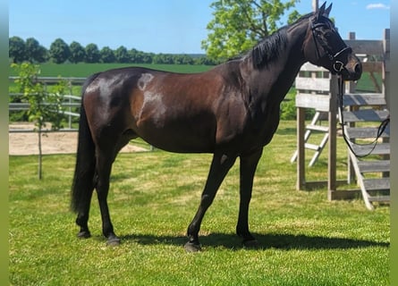 Hannoveraner, Stute, 6 Jahre, 163 cm, Brauner