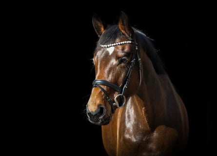 Hannoveraner, Stute, 6 Jahre, 163 cm, Brauner