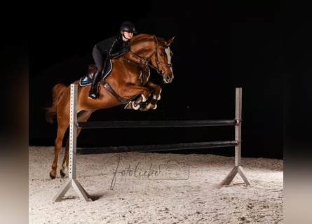 Hannoveraner, Stute, 6 Jahre, 163 cm, Fuchs