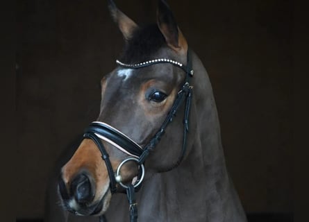 Hannoveraner, Stute, 6 Jahre, 164 cm, Brauner