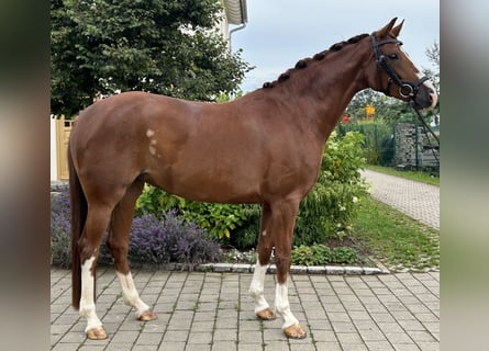 Hannoveraner, Stute, 6 Jahre, 164 cm, Fuchs