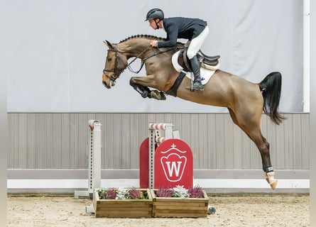 Hannoveraner, Stute, 6 Jahre, 165 cm, Brauner