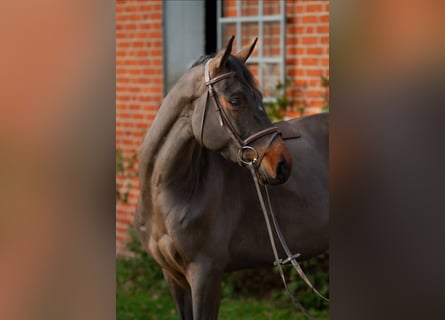 Hannoveraner, Stute, 6 Jahre, 165 cm, Dunkelbrauner