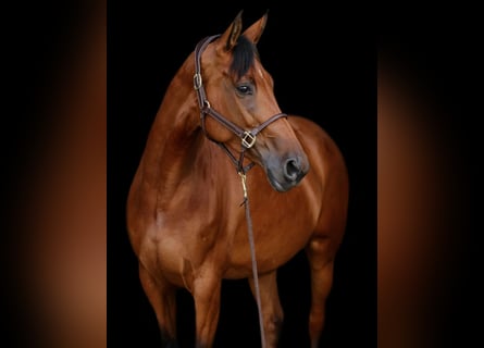 Hannoveraner, Stute, 6 Jahre, 165 cm