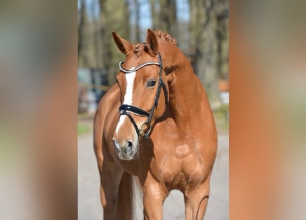 Hannoveraner, Stute, 6 Jahre, 165 cm, Fuchs