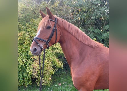 Hannoveraner, Stute, 6 Jahre, 165 cm, Fuchs