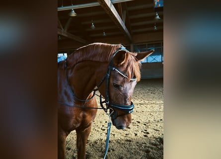 Hannoveraner, Stute, 6 Jahre, 165 cm, Fuchs