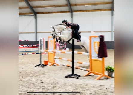 Hannoveraner, Stute, 6 Jahre, 165 cm, Schimmel