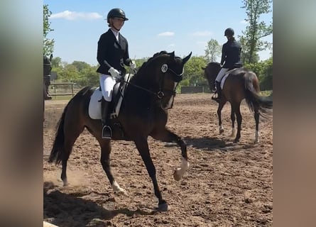 Hannoveraner, Stute, 6 Jahre, 165 cm, Schwarzbrauner