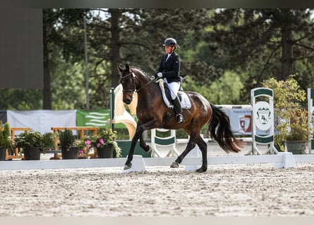 Hannoveraner, Stute, 6 Jahre, 166 cm, Brauner