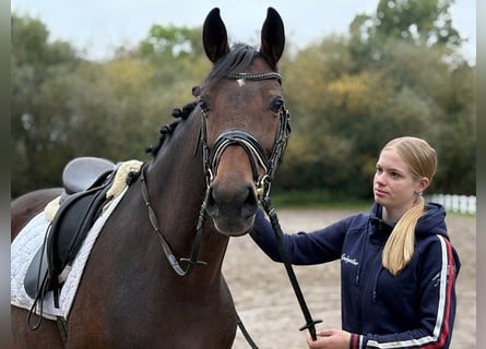 Hannoveraner, Stute, 6 Jahre, 166 cm, Dunkelbrauner