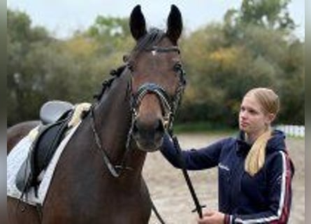 Hannoveraner, Stute, 6 Jahre, 166 cm, Dunkelbrauner