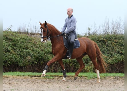 Hannoveraner, Stute, 6 Jahre, 166 cm, Dunkelfuchs