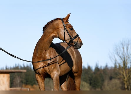 Hannoveraner, Stute, 6 Jahre, 166 cm, Fuchs