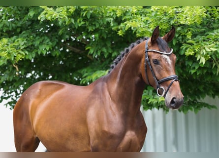 Hannoveraner, Stute, 6 Jahre, 167 cm, Brauner