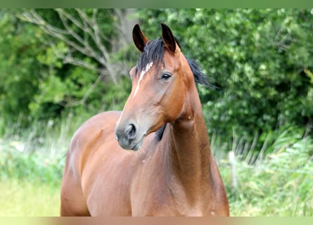 Hannoveraner, Stute, 6 Jahre, 167 cm, Brauner