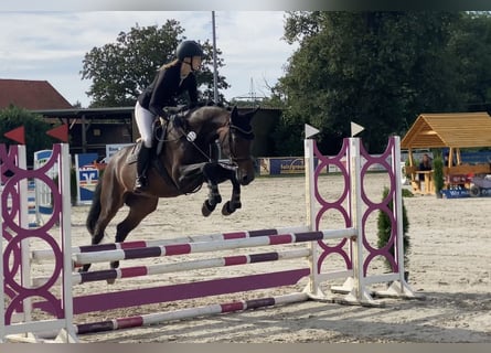 Hannoveraner, Stute, 6 Jahre, 167 cm, Dunkelbrauner
