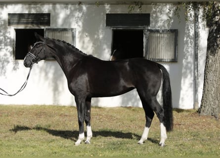 Hannoveraner, Stute, 6 Jahre, 167 cm, Rappe