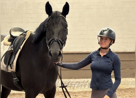 Hannoveraner, Stute, 6 Jahre, 167 cm, Rappe