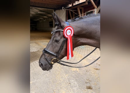 Hannoveraner, Stute, 6 Jahre, 167 cm, Schwarzbrauner