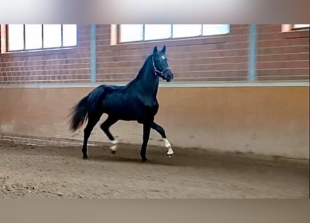Hannoveraner, Stute, 6 Jahre, 168 cm