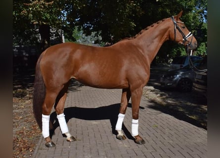 Hannoveraner, Stute, 6 Jahre, 168 cm, Fuchs