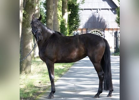 Hannoveraner, Stute, 6 Jahre, 168 cm, Rappe