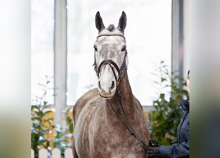 Hannoveraner, Stute, 6 Jahre, 168 cm, Schimmel