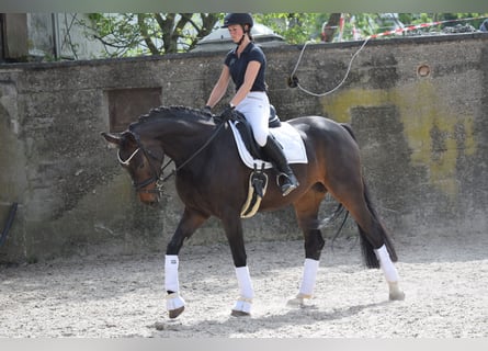 Hannoveraner, Stute, 6 Jahre, 168 cm, Schwarzbrauner