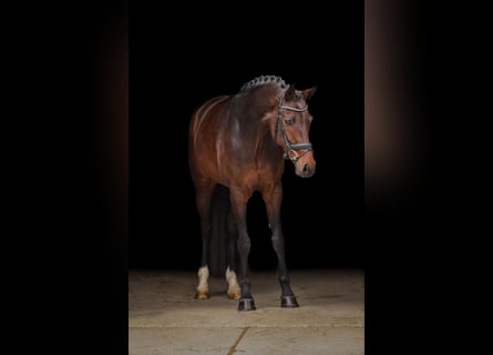 Hannoveraner, Stute, 6 Jahre, 169 cm, Brauner