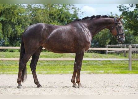 Hannoveraner, Stute, 6 Jahre, 169 cm, Dunkelfuchs