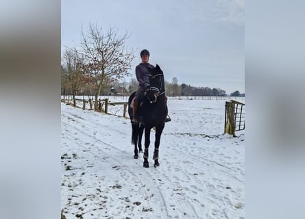 Hannoveraner, Stute, 6 Jahre, 169 cm, Rappe