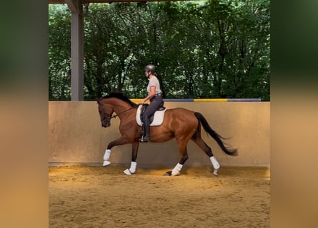 Hannoveraner, Stute, 6 Jahre, 170 cm, Brauner
