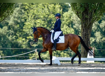 Hannoveraner, Stute, 6 Jahre, 170 cm, Brauner