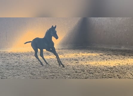 Hannoveraner, Stute, 6 Jahre, 170 cm