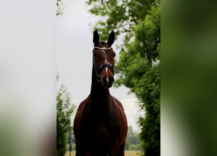 Hannoveraner, Stute, 6 Jahre, 170 cm, Dunkelbrauner