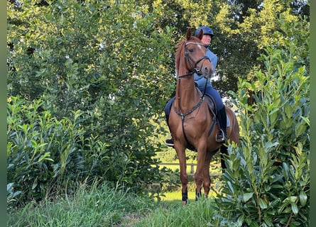 Hannoveraner, Stute, 6 Jahre, 170 cm, Fuchs