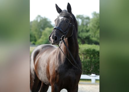 Hannoveraner, Stute, 6 Jahre, 170 cm, Rappe