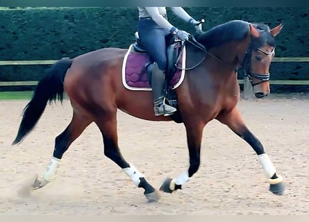 Hannoveraner, Stute, 6 Jahre, 171 cm, Brauner