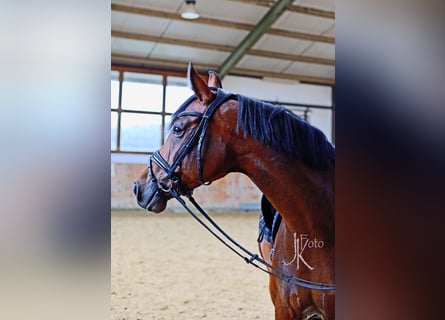 Hannoveraner, Stute, 6 Jahre, 171 cm, Brauner