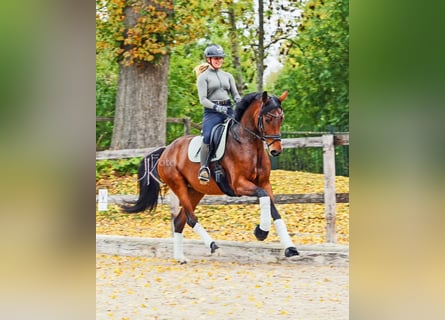 Hannoveraner, Stute, 6 Jahre, 171 cm, Brauner