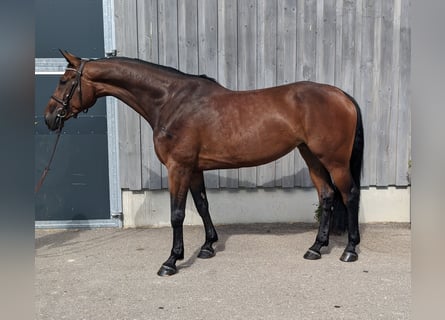 Hannoveraner, Stute, 6 Jahre, 172 cm, Brauner