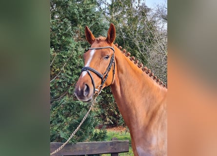 Hannoveraner, Stute, 6 Jahre, 172 cm, Dunkelfuchs