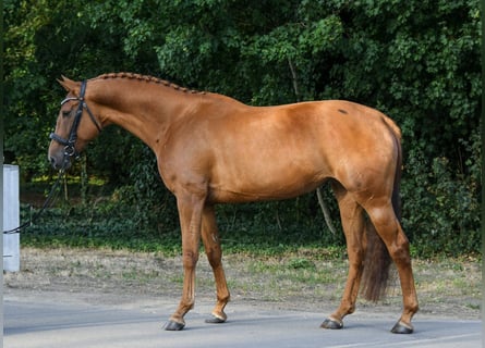 Hannoveraner, Stute, 6 Jahre, 172 cm, Fuchs
