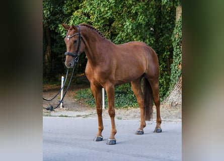 Hannoveraner, Stute, 6 Jahre, 172 cm, Fuchs