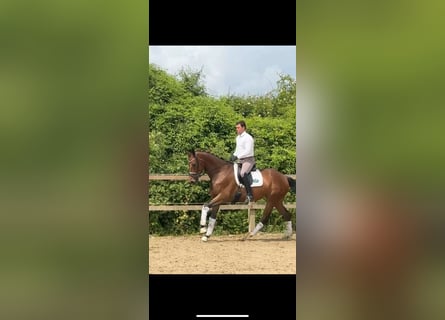 Hannoveraner, Stute, 6 Jahre, 173 cm, Brauner